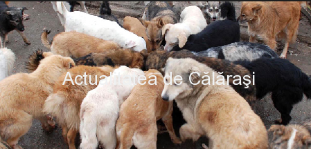 6000 de câini comunitari avem pe străzile municipiului Călărași