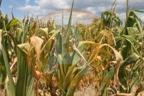 cultura-agricola-seceta