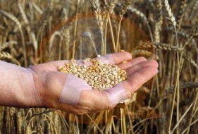 foto productie la grau