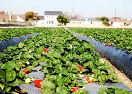 munca-spania-agricultura